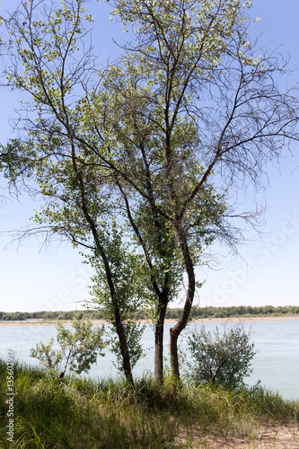 trees on the Syr Darya River. Kazakhstan © schankz