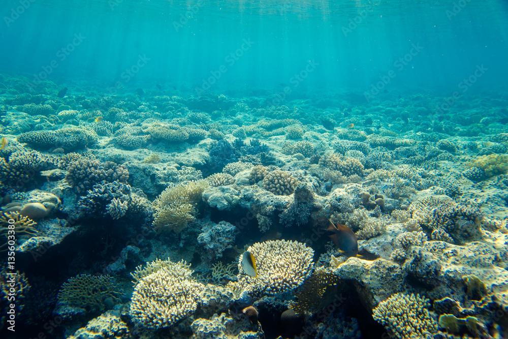 Fototapeta premium beautiful and diverse coral reef with fishes of the red sea in Egypt, shooting under water