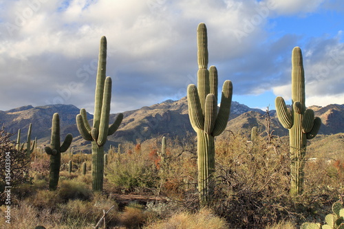 Sabino Canyon - Tucson - USA photo
