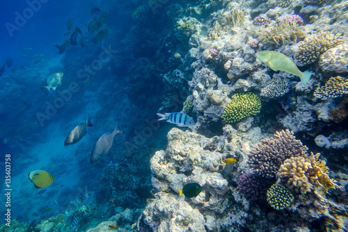 beautiful and diverse coral reef with fishes of the red sea in Egypt, shooting under water © badahos