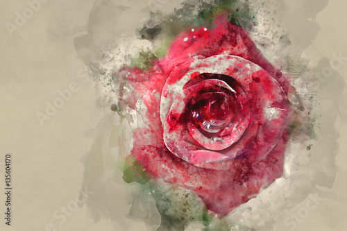 Watercolor image of Rose