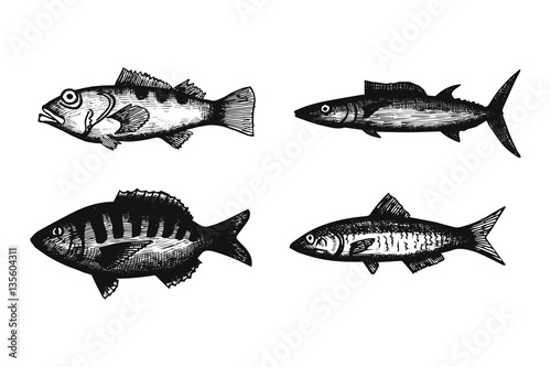 marine fish set