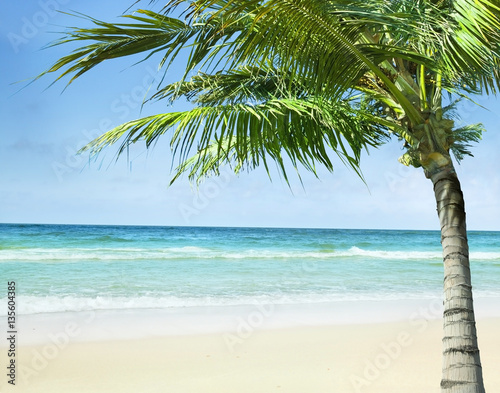 Tropical beach with the palm.