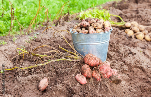 New organic potatoes in metal bucket at the vegetable garden