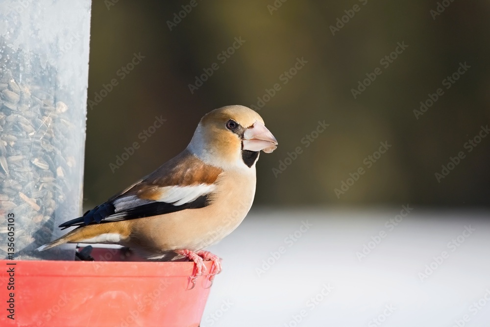 Fototapeta premium Coccothraustes coccothraustes, Hawfinch, sitting on a feeder with sunflowers. Wildlife. Europe, country slovakia. 