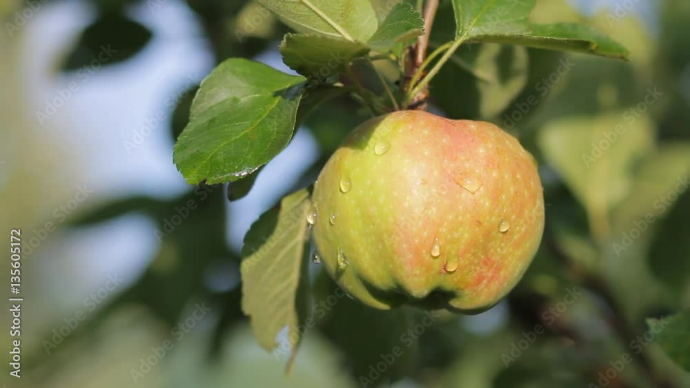 Wet organic apple growing on apple tree branch in fruit orchard after summer rain Wet organic apple growing on apple tree branch in fruit orchard after summer rain