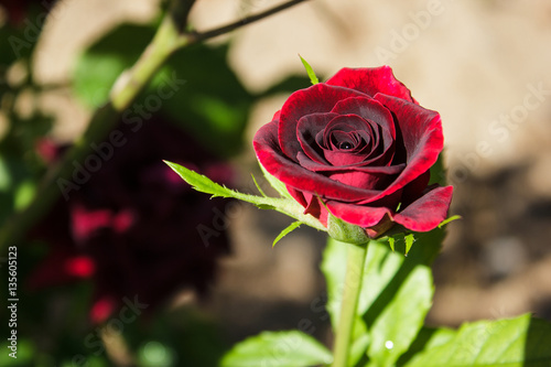 Beautiful red rose in garden on green branch   Flower of Valentine s day