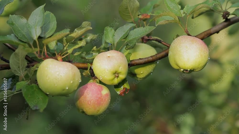 Group of wet green pinkish apples growing on apple tree branch in garden Group of wet green pinkish apples growing on apple tree branch in garden