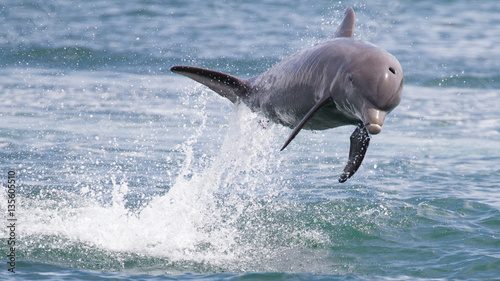 Bottlenose Dolphin jumping