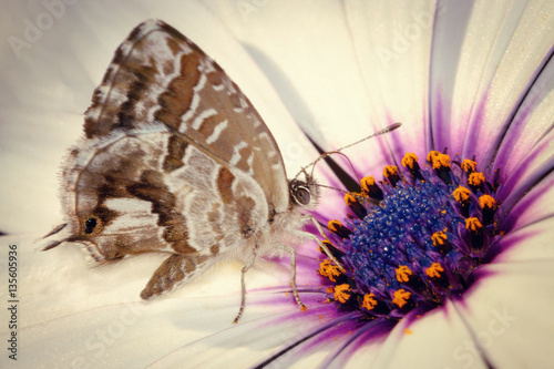 Geranium butterfly (Cacyreus marshalli) foraging on a daisy, is a butterfly in the family lycaenidae
 photo