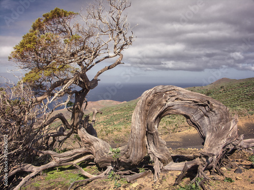 Old juniper in the Sabinar of El Hierro island Canary islands  Spain