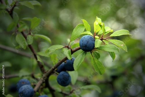 Blaue Beeren am Zweig