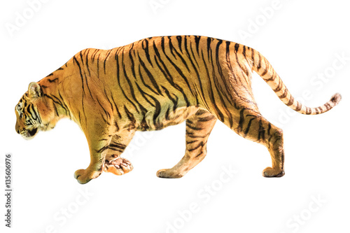 A big tiger walkin isolated on white background. side view with copy space. Thailand  Asia.
