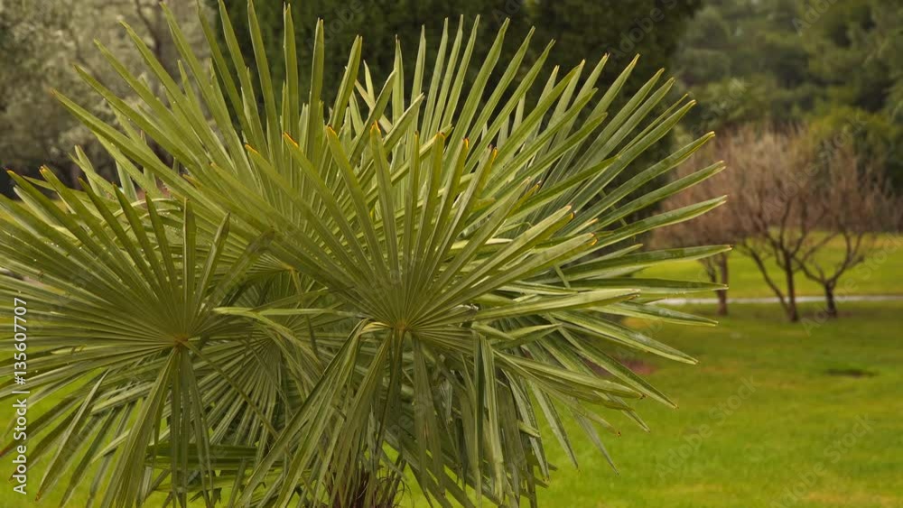 Leaves of palm tree on the forest background. Leaves of palm tree on the forest background.