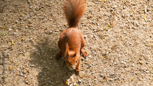 Squirrel in the park photo