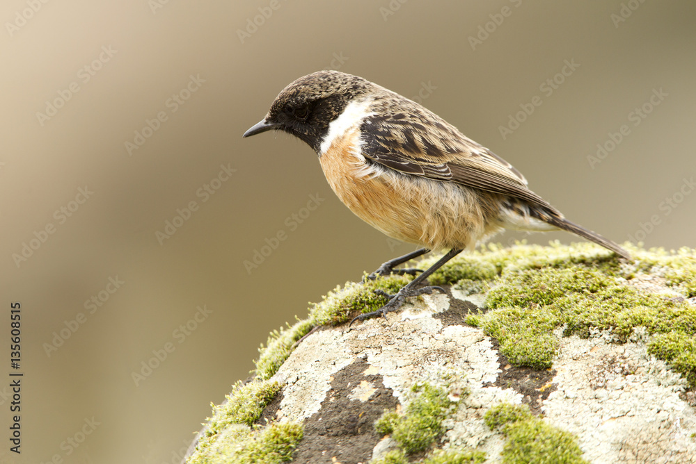 Naklejka premium Male of Common stonechat. Saxicola rubicola