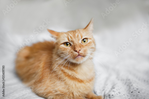 Fluffy ginger cat on a light background