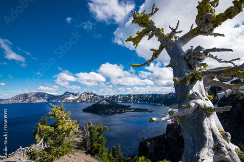 Amazing view of Crater Lake and a whitebark pine in Oregon, United States. photo