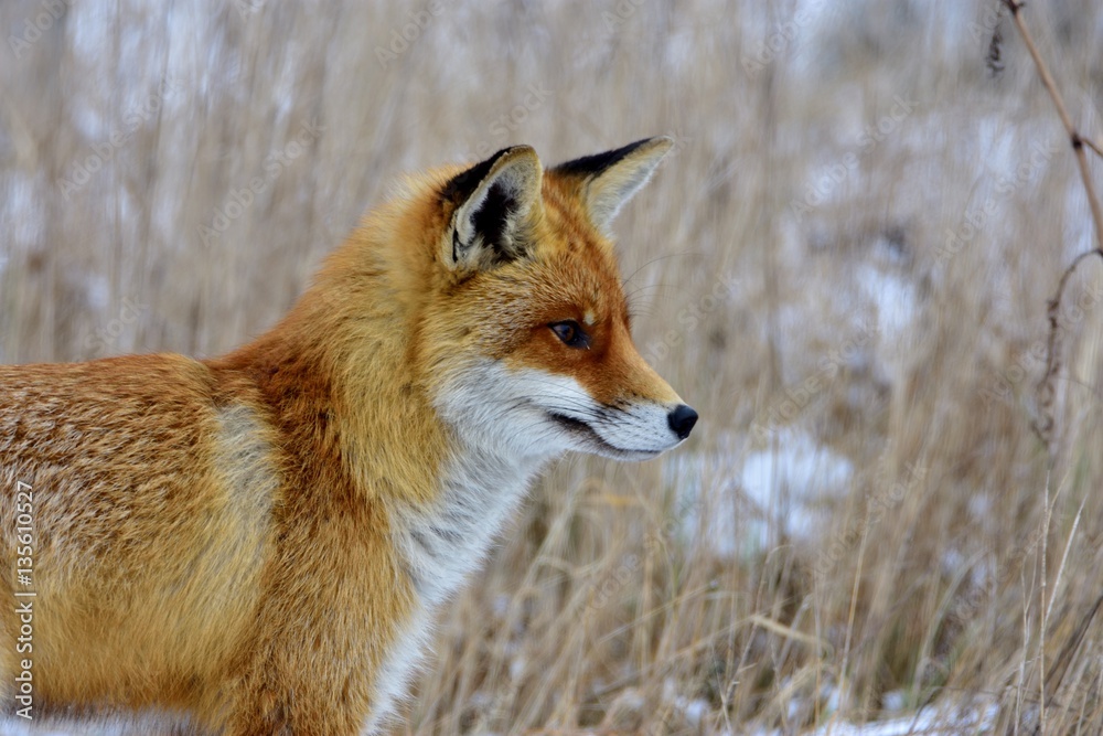 Fototapeta premium A red fox in winter