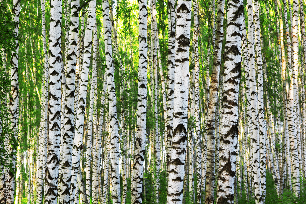 Obraz premium summer in sunny birch forest