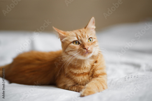 Fluffy ginger cat on a light backgroun