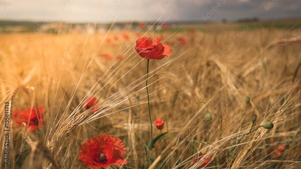 Fototapeta premium Klatschmohn im Getreidefeld