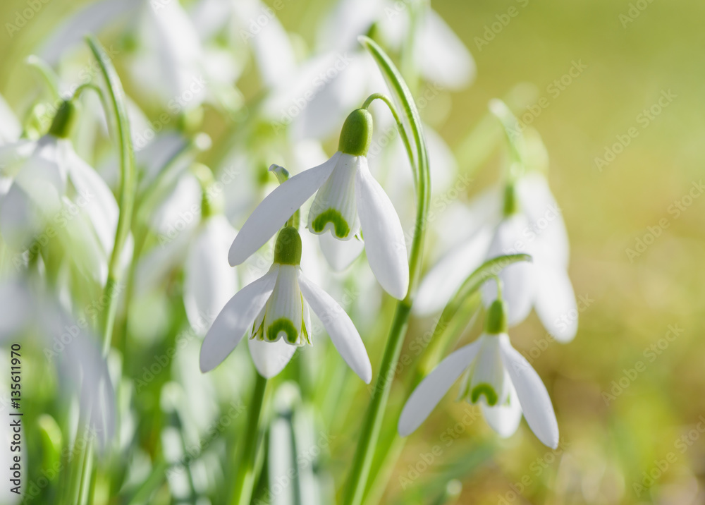 Spring snowdrops flower. Early spring close-up flowers with bright sunlight. Spring snowdrops flower. Early spring close-up flowers with bright sunlight.
