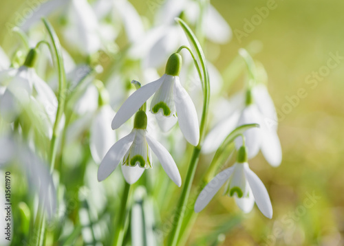 Spring snowdrops flower. Early spring close-up flowers with bright sunlight. 