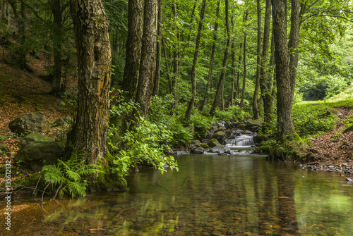 Fototapeta Naklejka Na Ścianę i Meble -  Mountain stream surrounded by alders.
