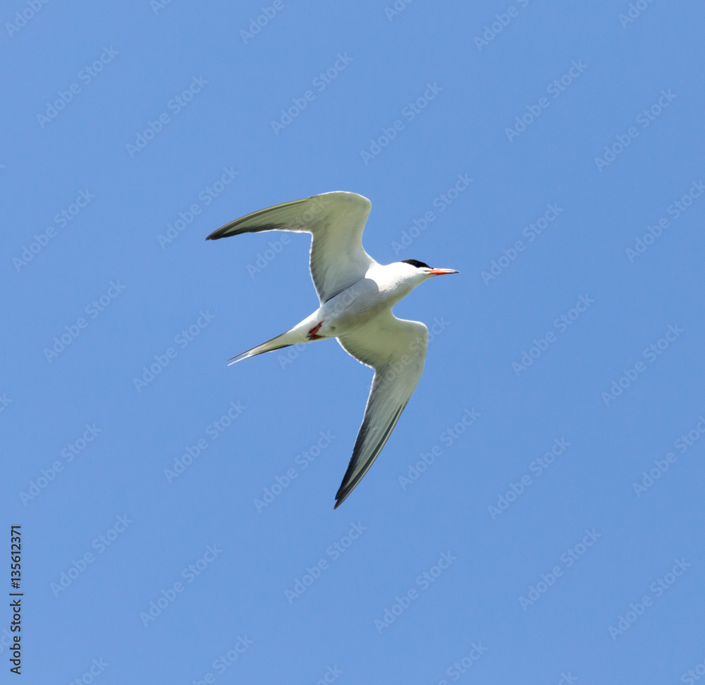 Obraz premium seagull on a background of blue sky
