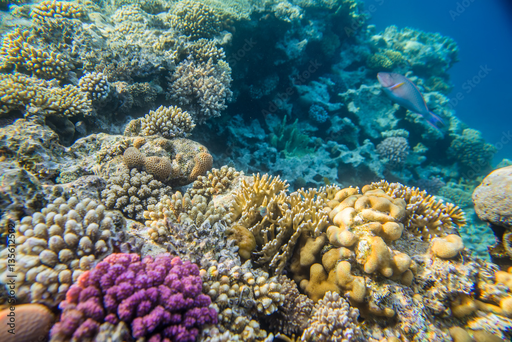 beautiful and diverse coral reef with fishes of the red sea in Egypt, shooting under water beautiful and diverse coral reef with fishes of the red sea in Egypt, shooting under water