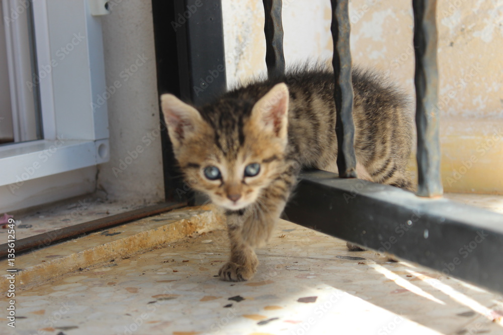 Obraz premium Katze