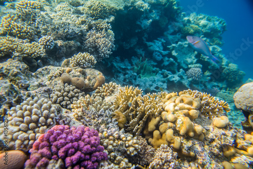 beautiful and diverse coral reef with fishes of the red sea in Egypt  shooting under water
