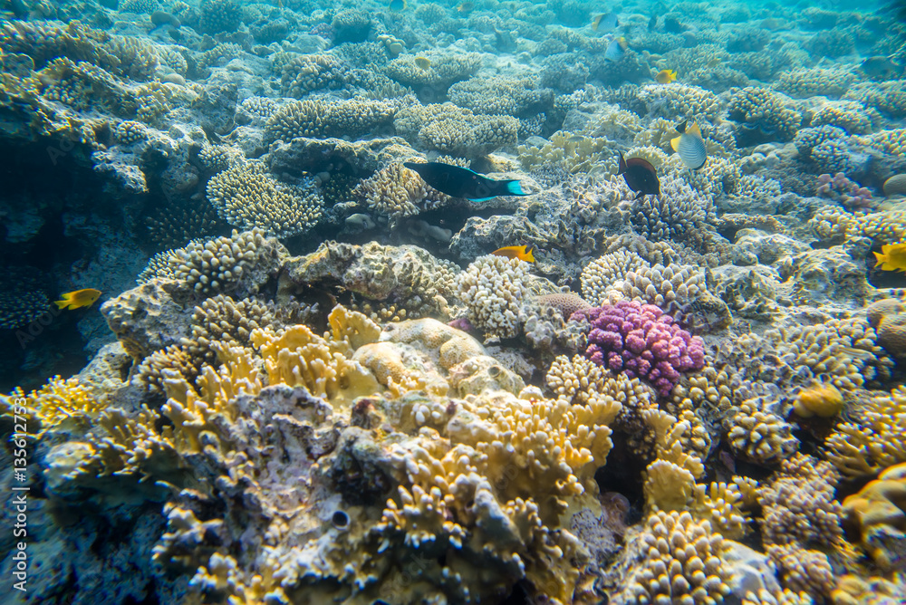 beautiful and diverse coral reef with fishes of the red sea in Egypt, shooting under water beautiful and diverse coral reef with fishes of the red sea in Egypt, shooting under water