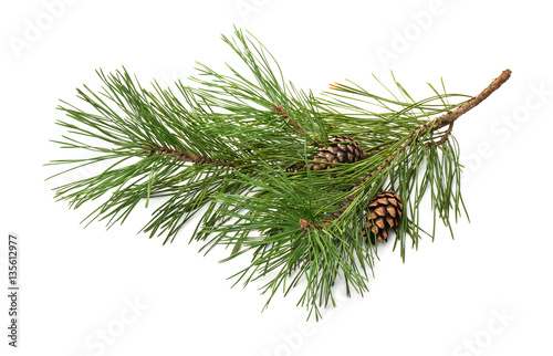 Pine  tree branch and cones