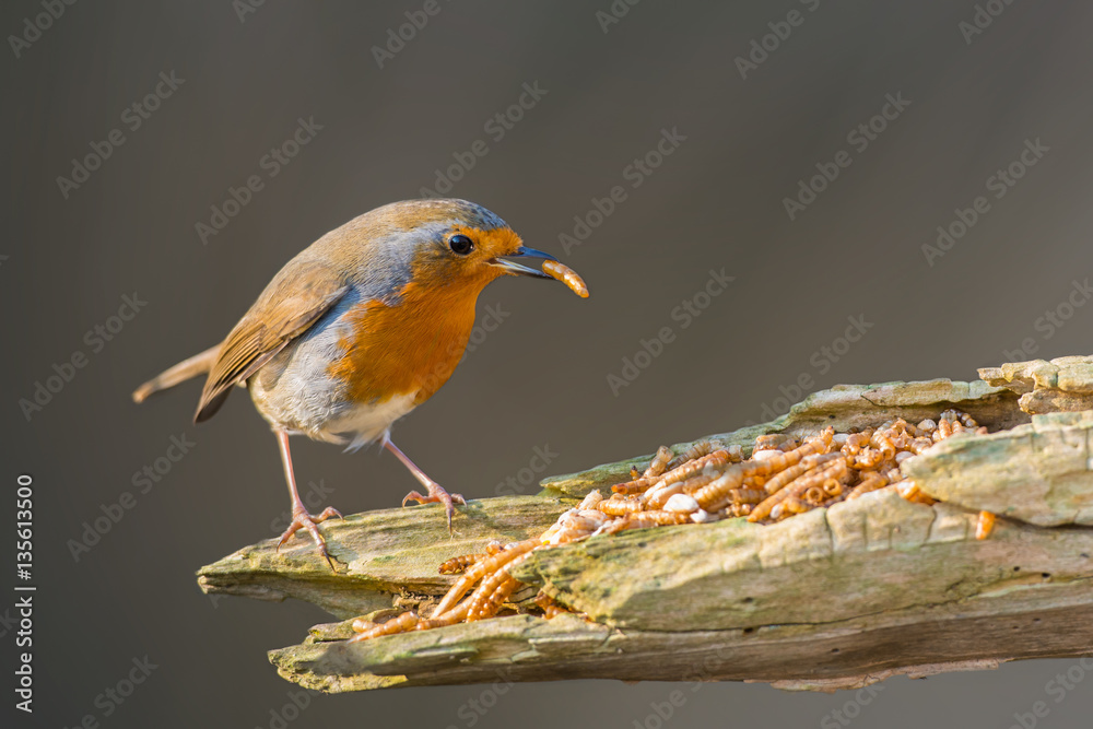 Fototapeta premium Robin bird 