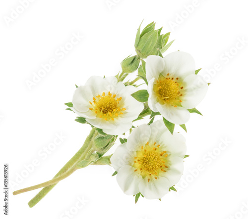 Strawberry flowers isolated on white