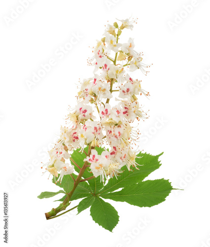 Horse-chestnut (Aesculus hippocastanum, Conker tree) flowers iso