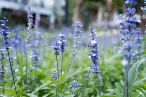 Lavender purple flowers blossom field garden. beautiful natural background.