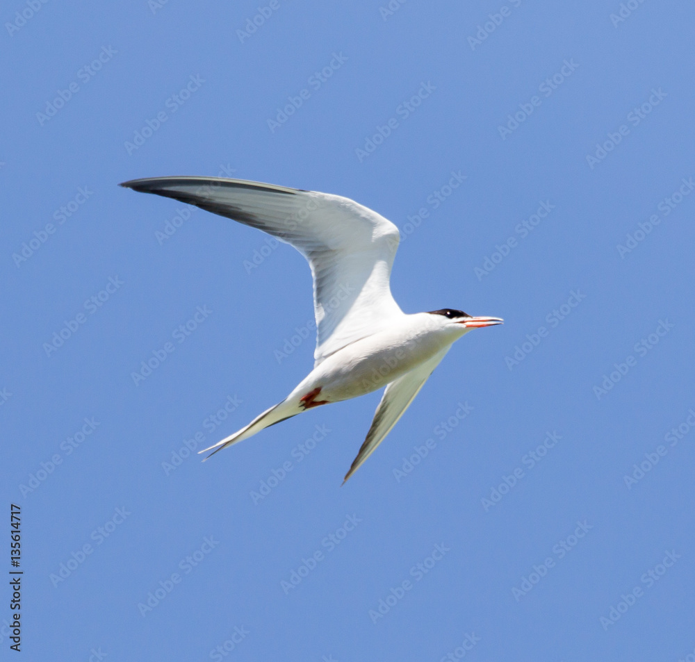 Obraz premium seagull on a background of blue sky