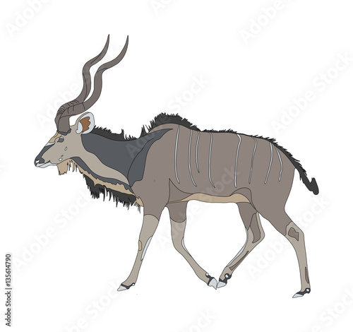Kudu seen from side