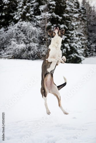 happy dog is playing in the snow