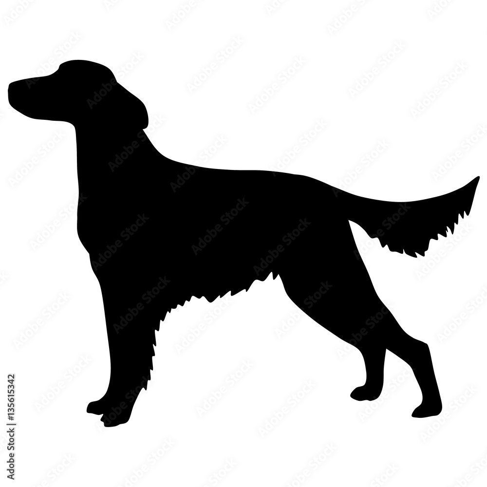 Setter. Vector black silhouette on a white background. Illustration of dog breeds