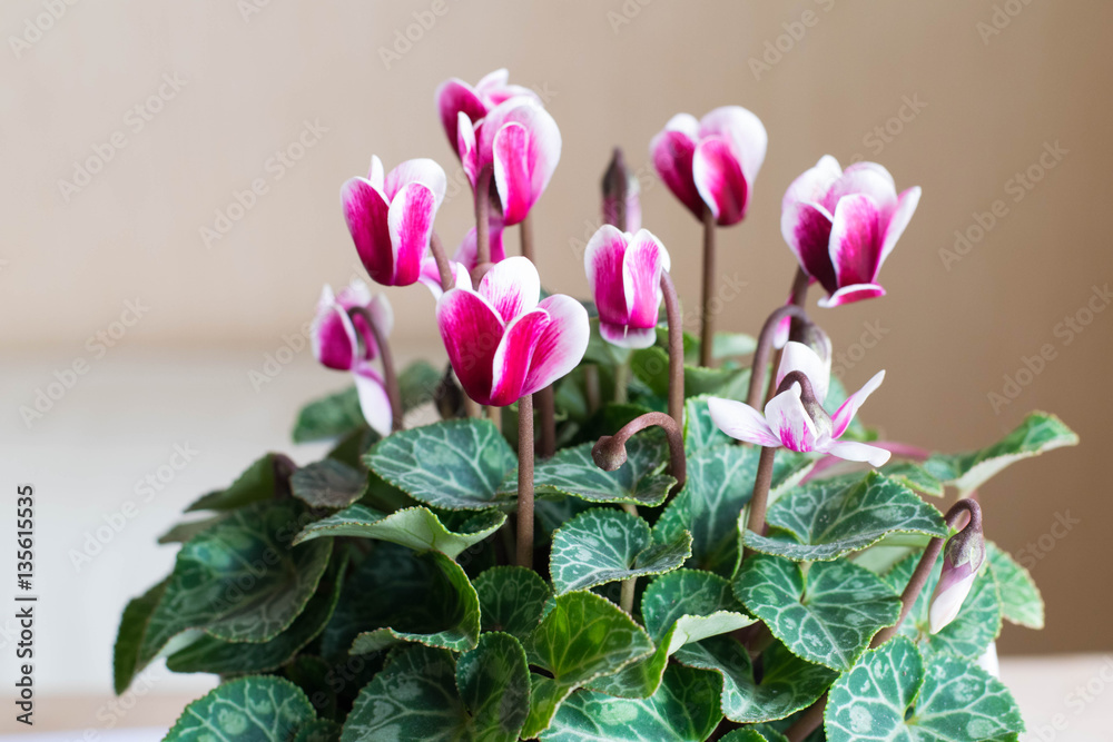 Naklejka premium cyclamen potted flower for home