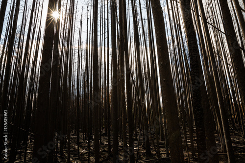 Sun shining through burnt trees of thick forest