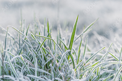 Frozen morning grass. Close-up of grass with mornig back sunny lit.