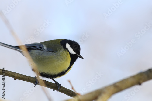 Titmouse sitting on a branch against the blue sky © chermit