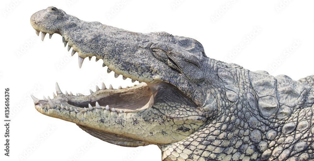 Obraz premium Crocodile Head Isolated