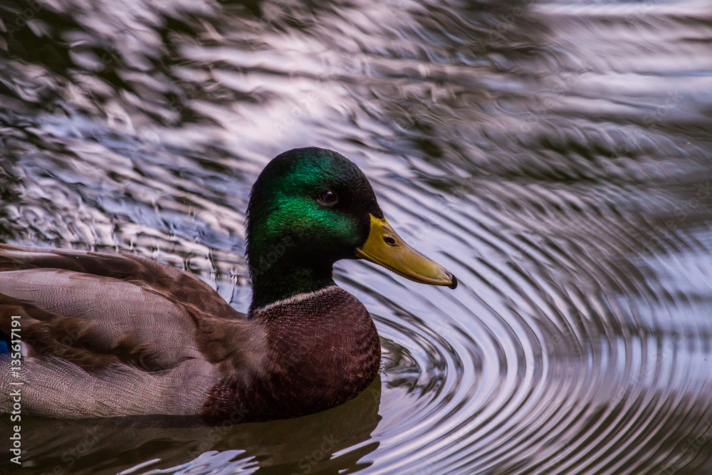 Fototapeta premium swimming duck