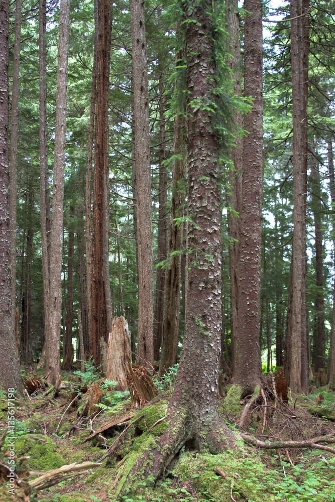 Temperate forest close-up Temperate forest close-up